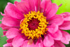 flower - pink product image 2